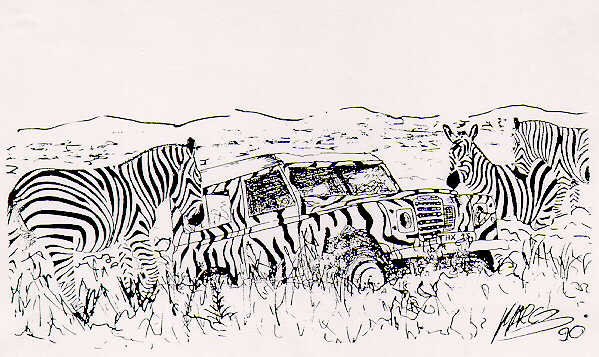 Zebras - Marc Bergundthal, 1990